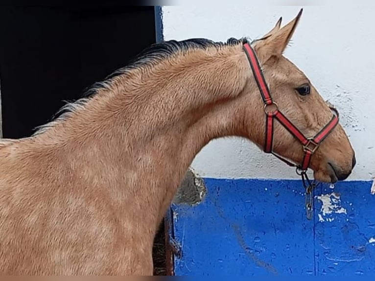 Lusitanos Semental 2 años 156 cm Bayo in Las Piñas