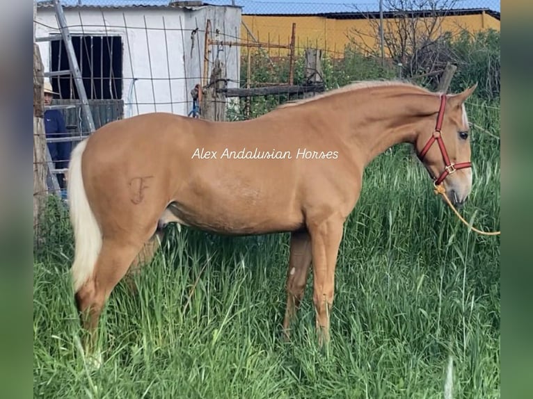 Lusitanos Semental 2 años 156 cm Palomino in Sevilla