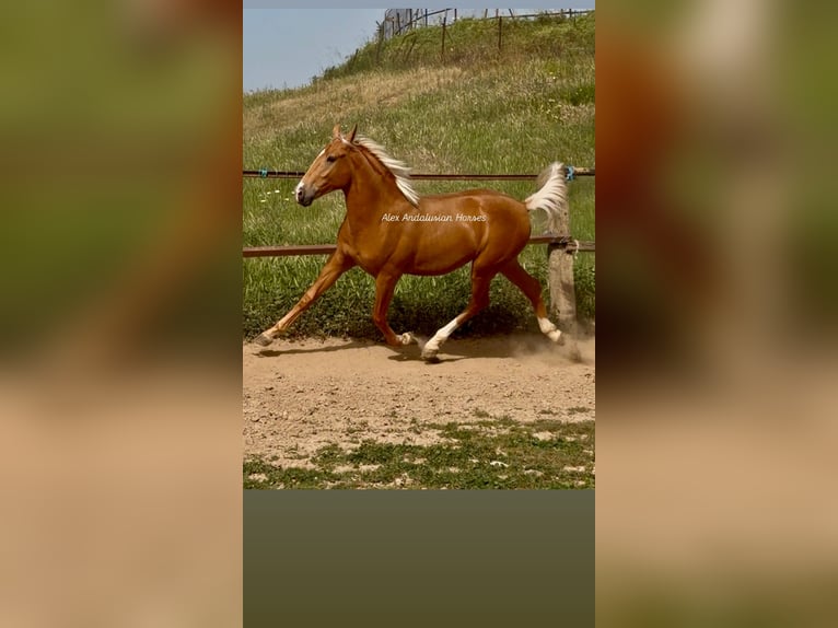 Lusitanos Semental 2 años 158 cm Palomino in Sevilla