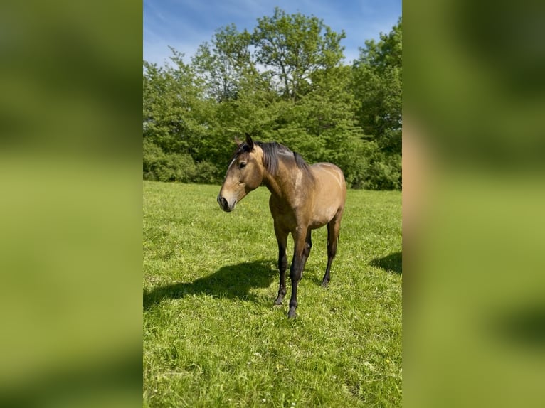 Lusitanos Semental 2 años 160 cm Buckskin/Bayo in Herborn