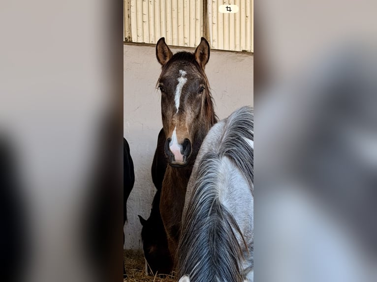 Lusitanos Semental 2 años 160 cm Buckskin/Bayo in Herborn