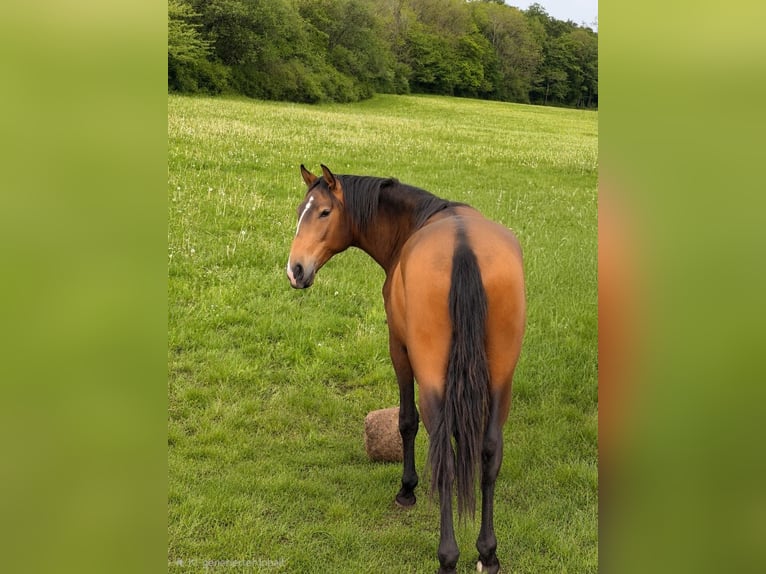 Lusitanos Semental 2 años 160 cm Buckskin/Bayo in Herborn