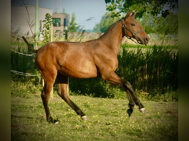 Lusitanos Semental 2 años 160 cm Castaño in Bredene