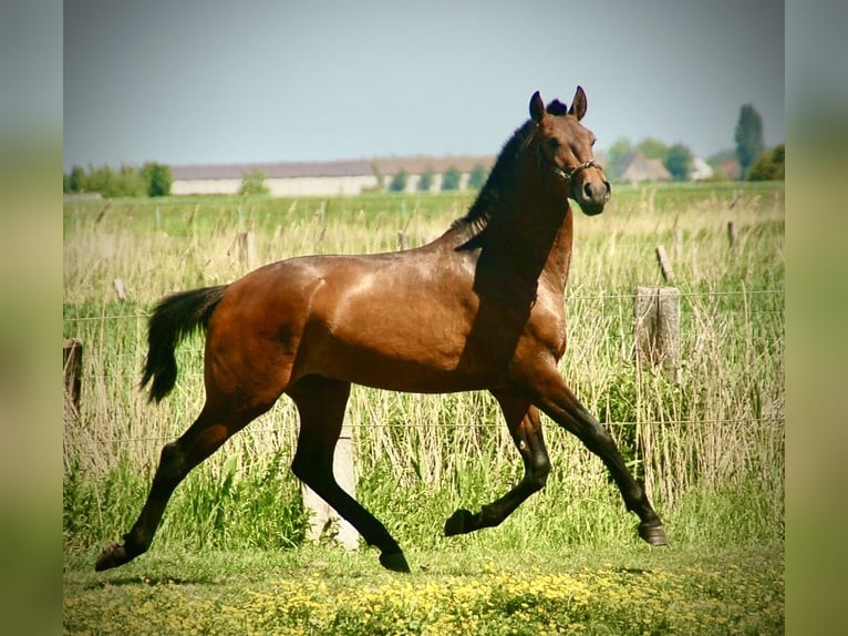 Lusitanos Semental 2 años 160 cm Castaño in Bredene