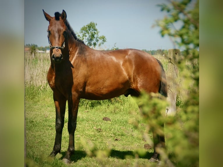 Lusitanos Semental 2 años 160 cm Castaño in Bredene