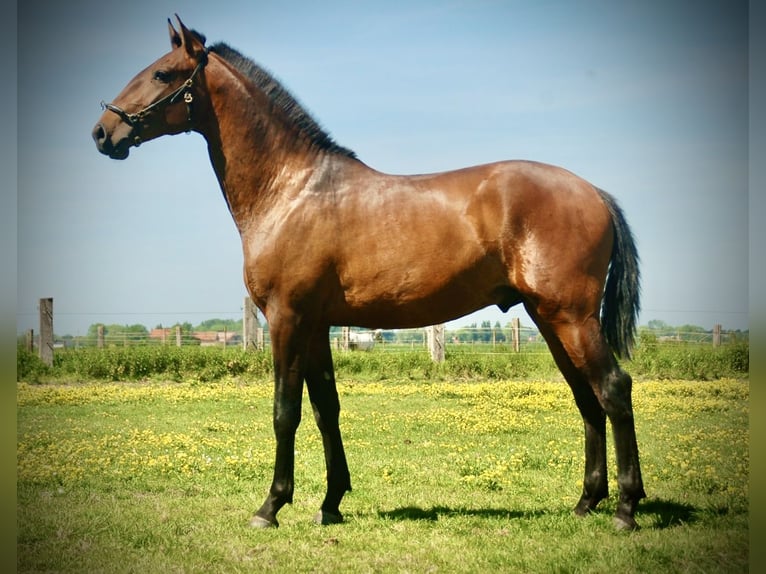 Lusitanos Semental 2 años 160 cm Castaño in Bredene