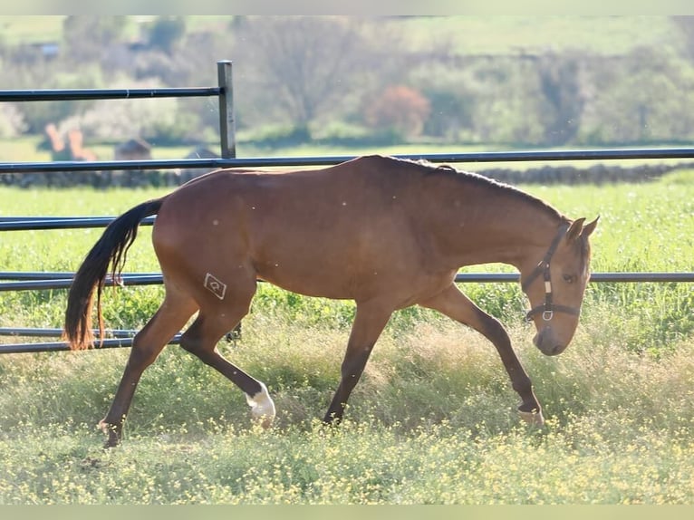 Lusitanos Semental 2 años 160 cm Castaño in Navas Del Madroño