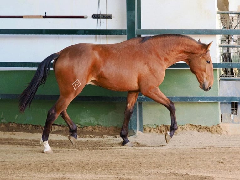 Lusitanos Semental 2 años 160 cm Castaño in Navas Del Madroño