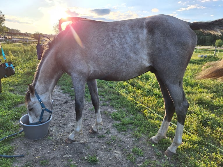 Lusitanos Semental 2 años 160 cm Tordo in Alès