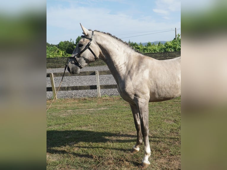Lusitanos Semental 2 años 160 cm Tordo in Felgueiras, Porto