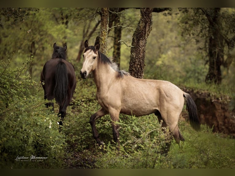 Lusitanos Semental 2 años 161 cm Buckskin/Bayo in Rio Maior