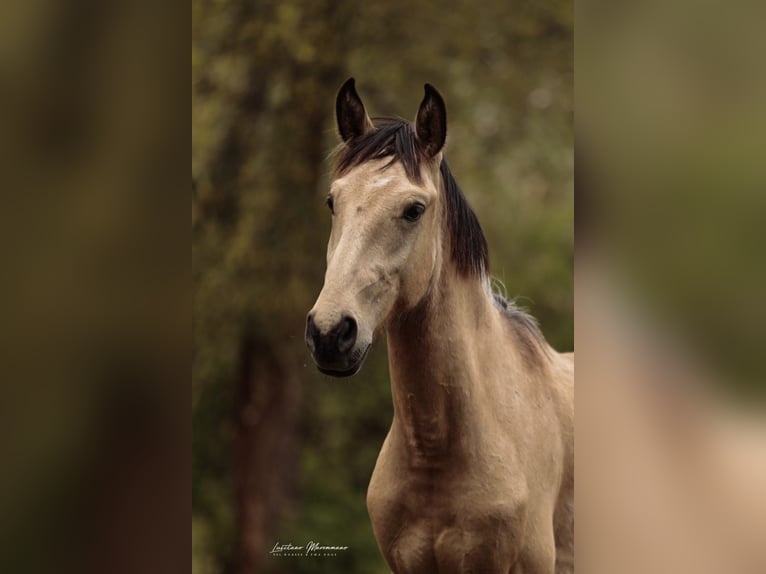 Lusitanos Semental 2 años 161 cm Buckskin/Bayo in Rio Maior