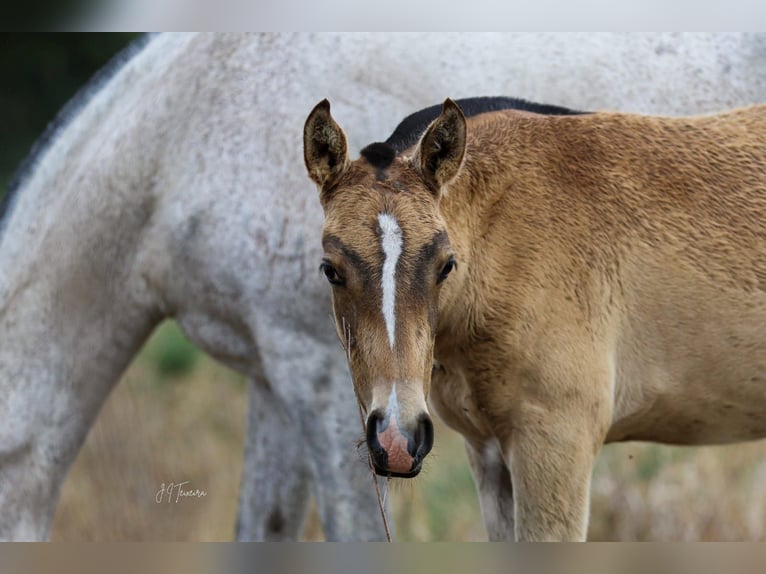 Lusitanos Semental 2 años 161 cm Buckskin/Bayo in Herborn