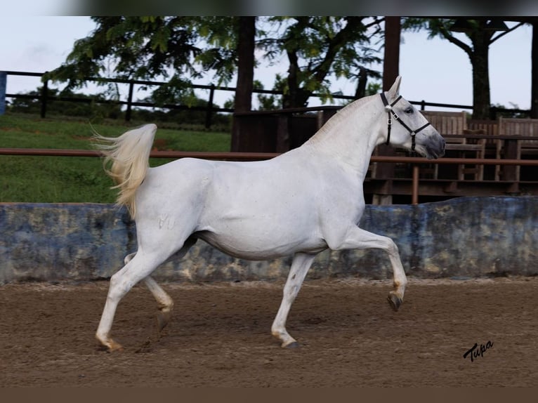 Lusitanos Semental 2 años 163 cm Castaño rojizo in Stockton