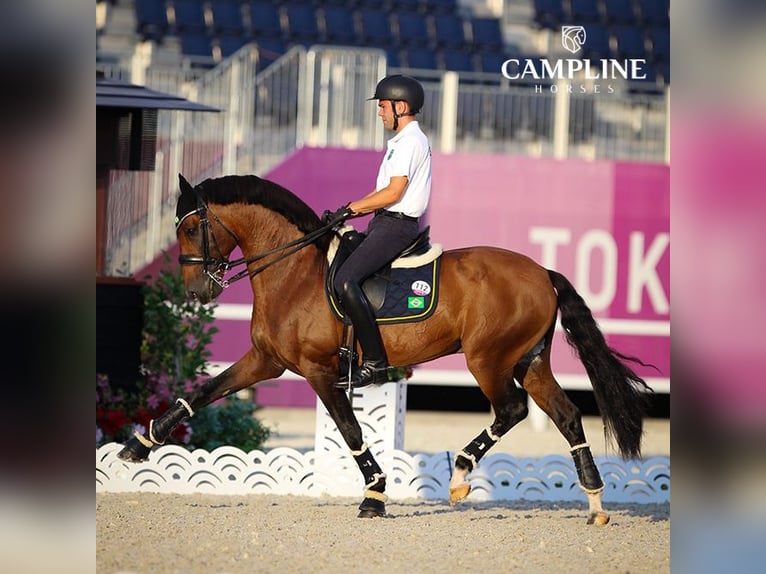 Lusitanos Semental 2 años 163 cm Castaño rojizo in Stockton