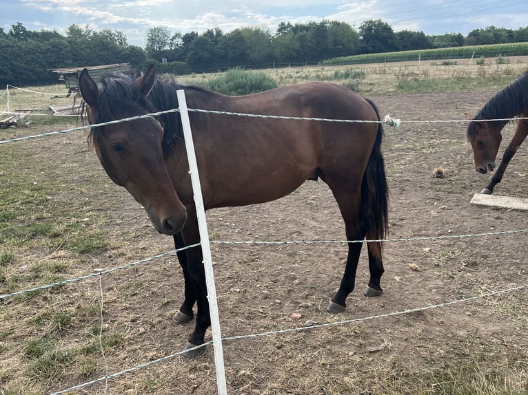 Lusitanos Mestizo Semental 2 años 163 cm Morcillo in Filderstadt