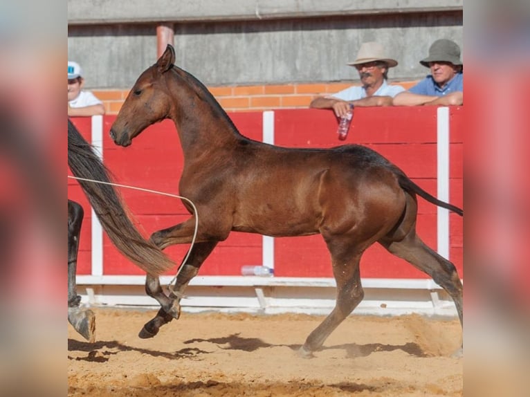 Lusitanos Semental 2 años 164 cm Castaño in Idanha-A-Nova