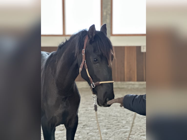 Lusitanos Semental 2 años 165 cm Negro in Bedburg