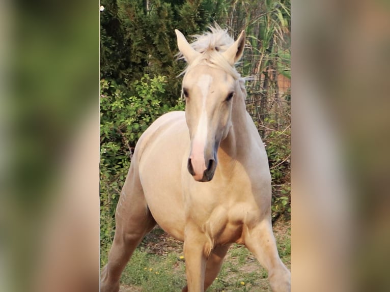 Lusitanos Semental 2 años 166 cm Palomino in Rio Maior