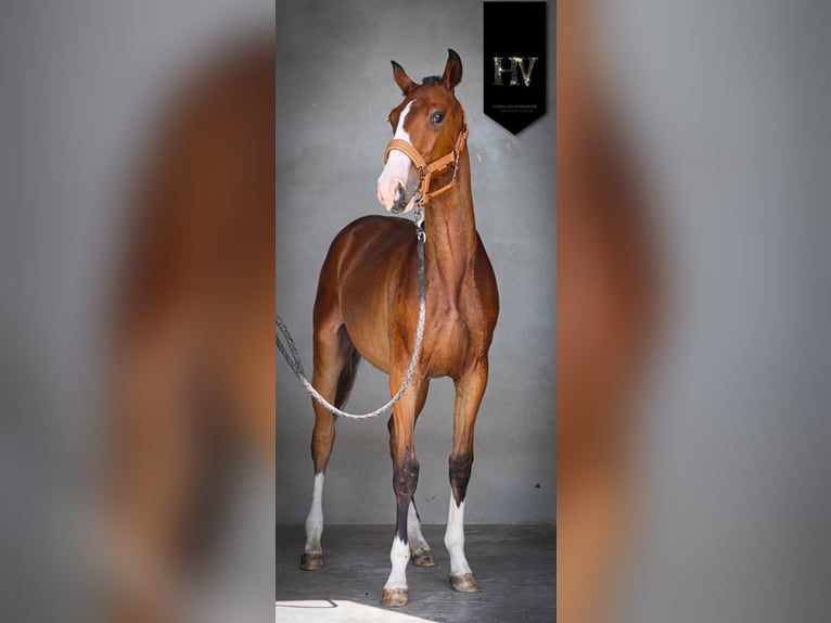 Lusitanos Semental 2 años Castaño in Grury