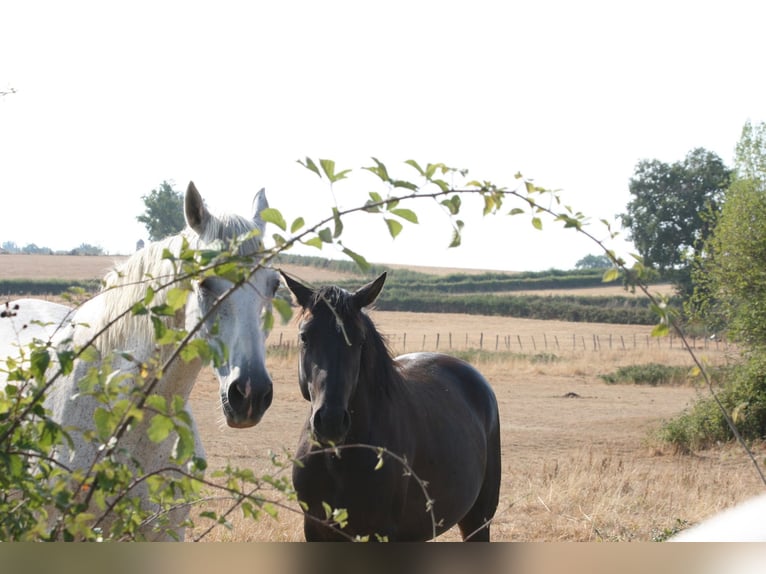 Lusitanos Semental 2 años Castaño oscuro in Saligny-sur-Roudon