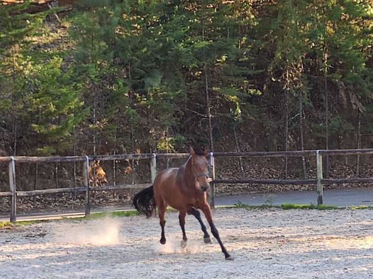 Lusitanos Semental 2 años Castaño rojizo in Cacheina