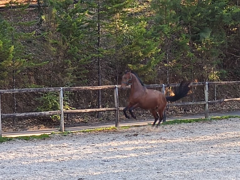 Lusitanos Semental 2 años Castaño rojizo in Cacheina