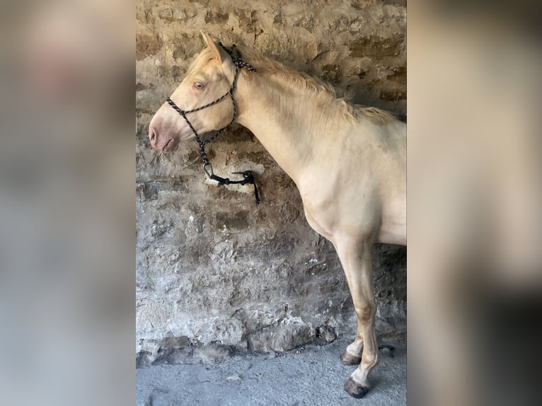 Lusitanos Mestizo Semental 2 años Perla in San Andres De Luena