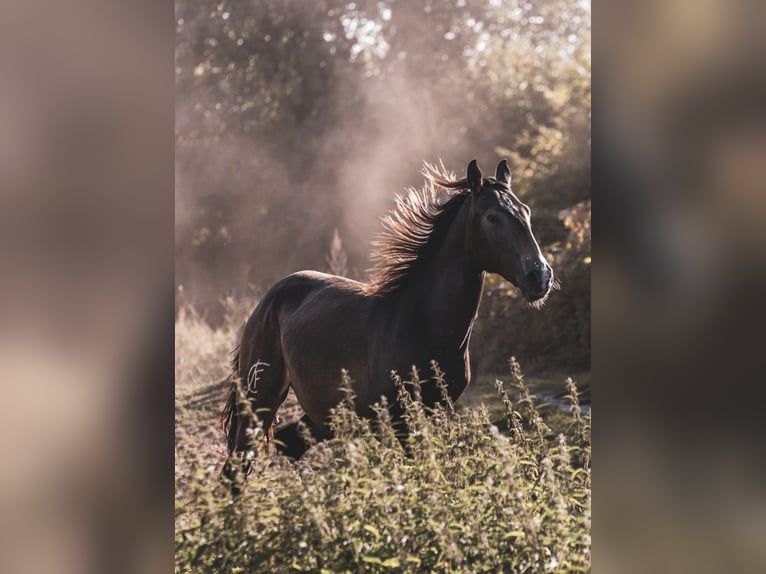 Lusitanos Semental 3 años 153 cm Buckskin/Bayo in Postfeld