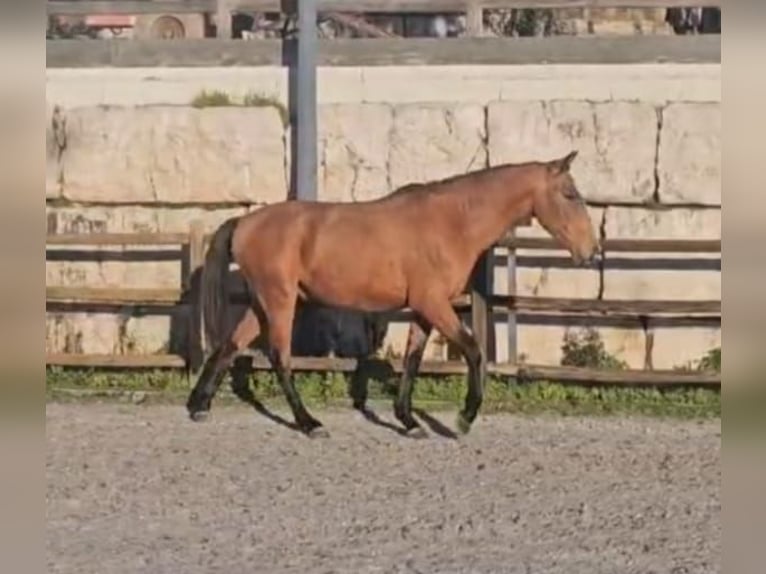 Lusitanos Semental 3 años 157 cm Castaño rojizo in Torres Novas