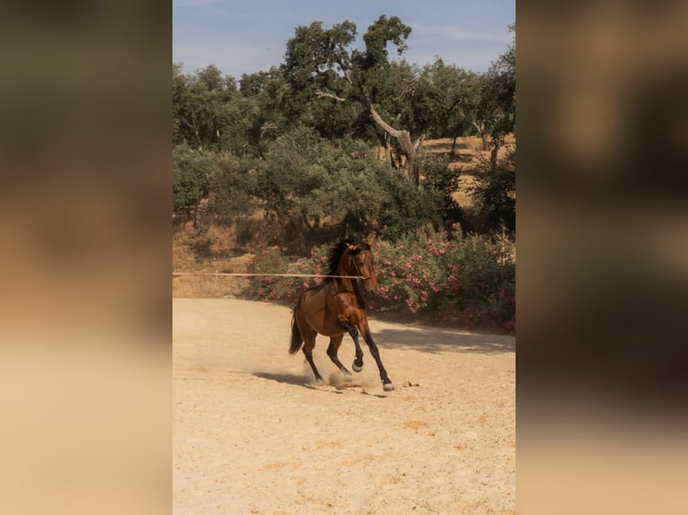 Lusitanos Semental 3 años 159 cm Buckskin/Bayo in Vila Viçosa