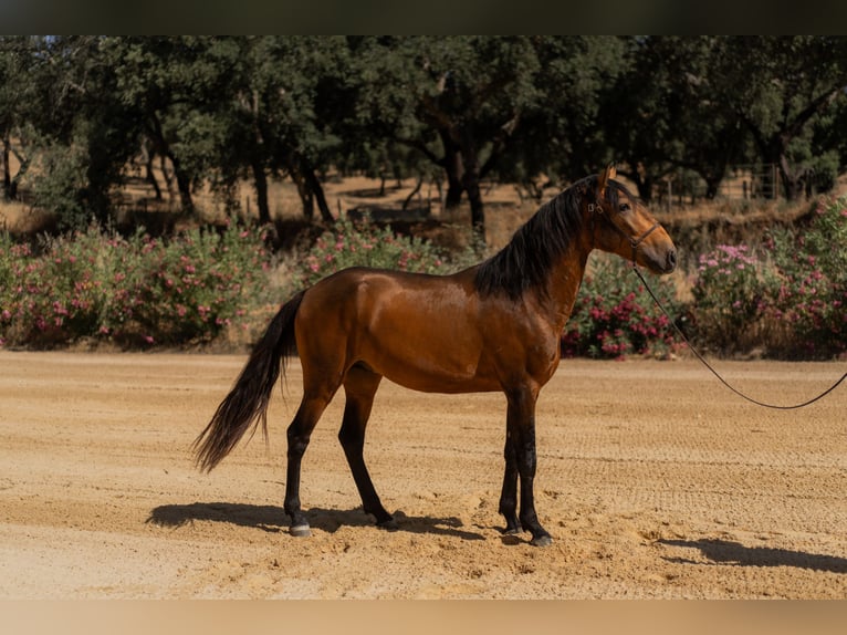 Lusitanos Semental 3 años 159 cm Buckskin/Bayo in Vila Viçosa
