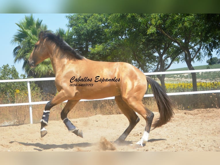 Lusitanos Semental 3 años 160 cm Buckskin/Bayo in Vejer de la Frontera