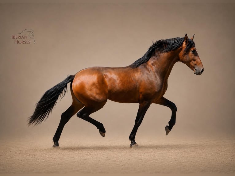 Lusitanos Mestizo Semental 3 años 160 cm Castaño in Navas Del Madroño