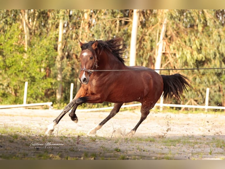 Lusitanos Semental 3 años 160 cm Castaño in Rio Maior