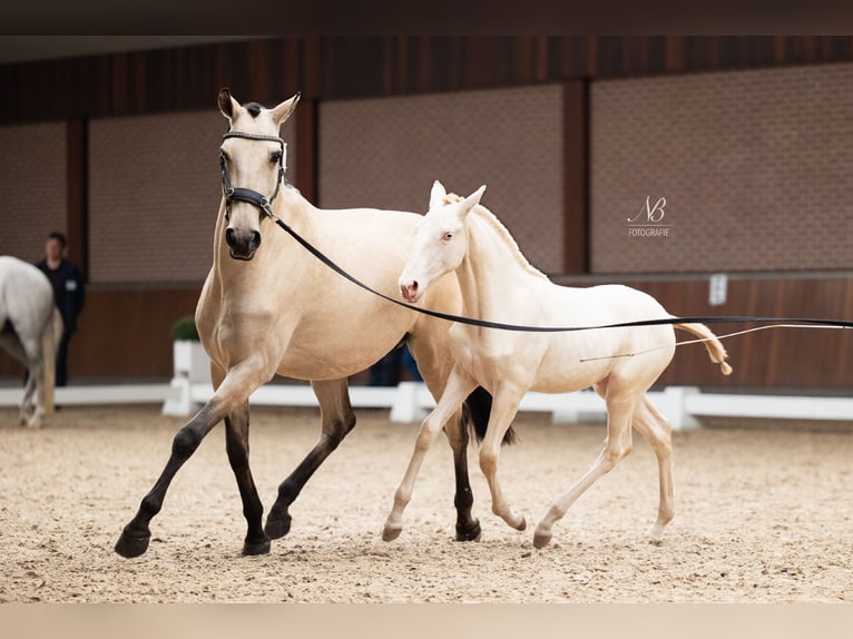 Lusitanos Semental 3 años 160 cm Perlino in Woldendorp