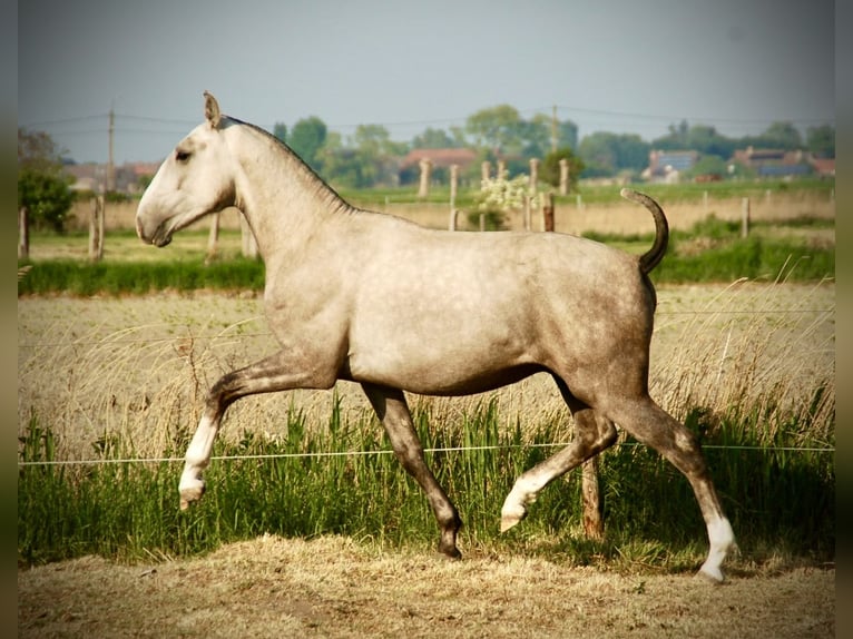 Lusitanos Semental 3 años 160 cm Tordo in Bredene