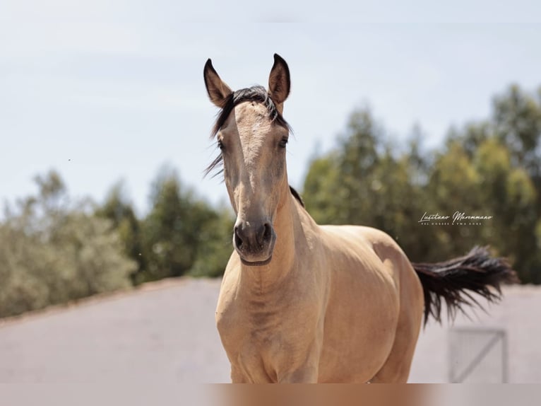 Lusitanos Semental 3 años 161 cm Buckskin/Bayo in Rio Maior