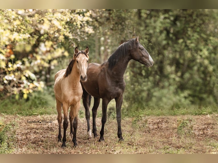 Lusitanos Semental 3 años 161 cm Buckskin/Bayo in Rio Maior