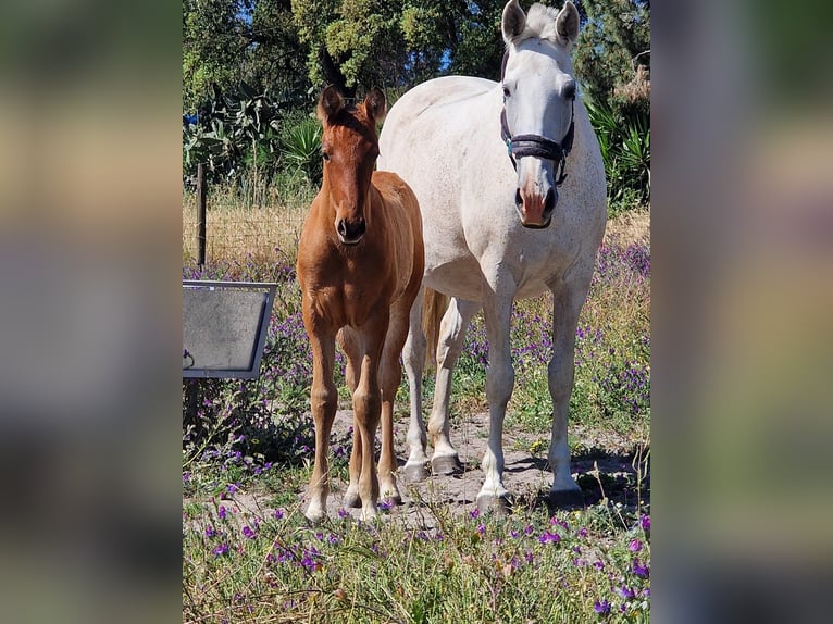 Lusitanos Semental 3 años 161 cm Castaño oscuro in setubal