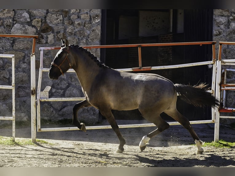 Lusitanos Semental 3 años 161 cm Grullo in MADRID
