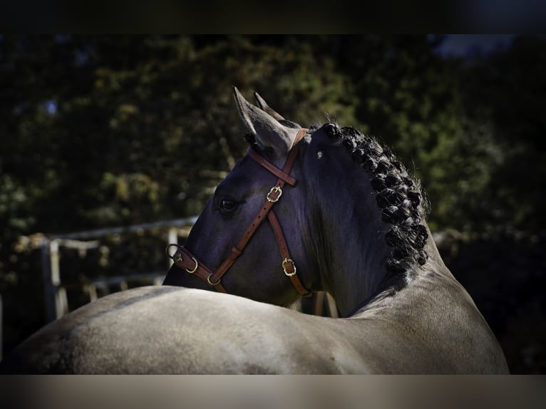 Lusitanos Semental 3 años 161 cm Grullo in MADRID