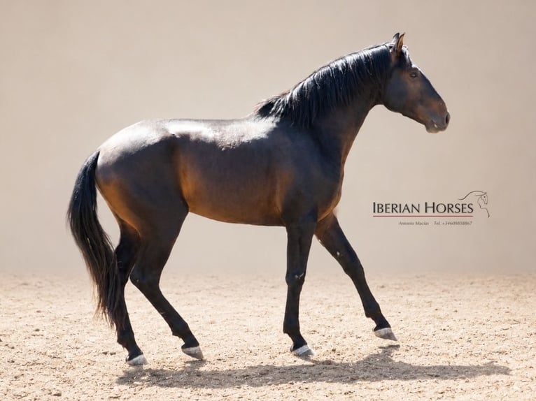 Lusitanos Mestizo Semental 3 años 162 cm Castaño in Navas Del Madroño