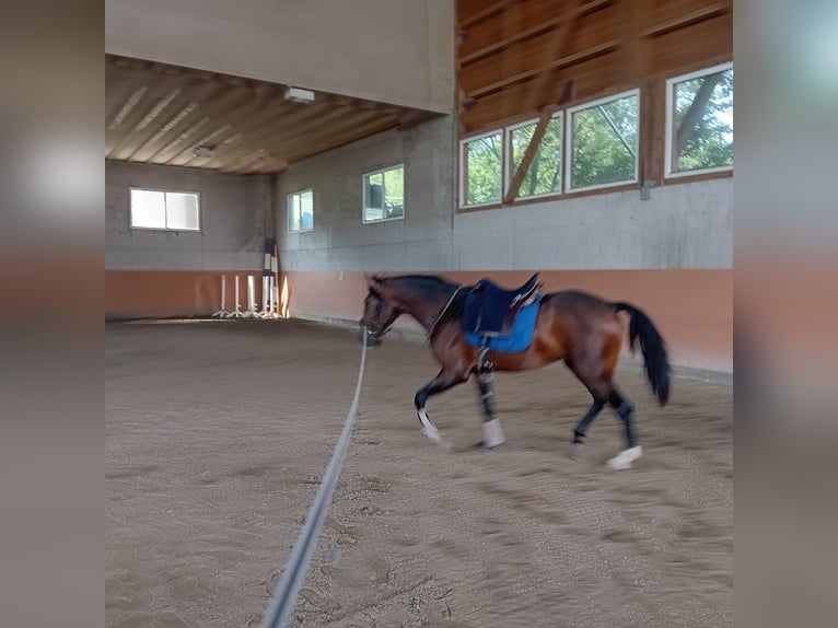 Lusitanos Semental 3 años 162 cm Castaño oscuro in Braunau