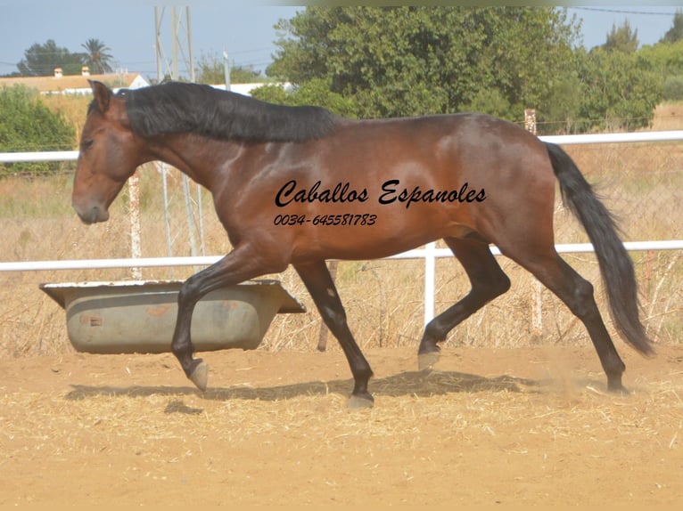 Lusitanos Semental 3 años 163 cm Castaño oscuro in Vejer de la Frontera