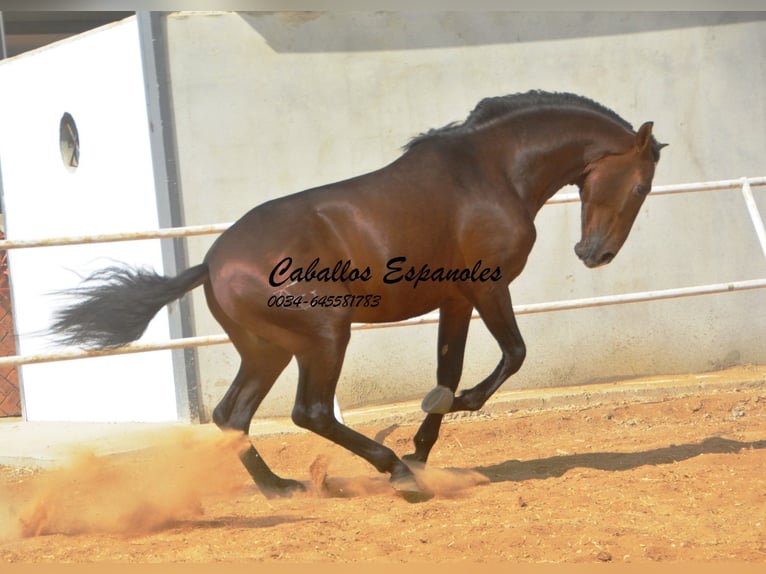 Lusitanos Semental 3 años 163 cm Castaño oscuro in Vejer de la Frontera