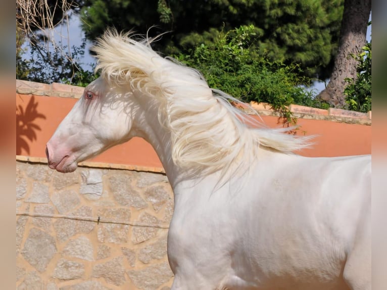 Lusitanos Mestizo Semental 3 años 164 cm Cremello in Vejer de la Frontera