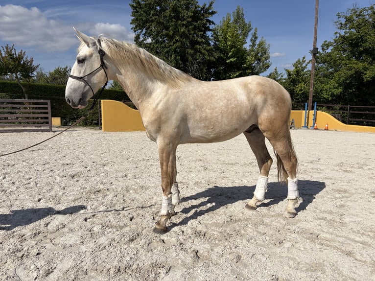 Lusitanos Semental 3 años 164 cm Tordo in Amarante
