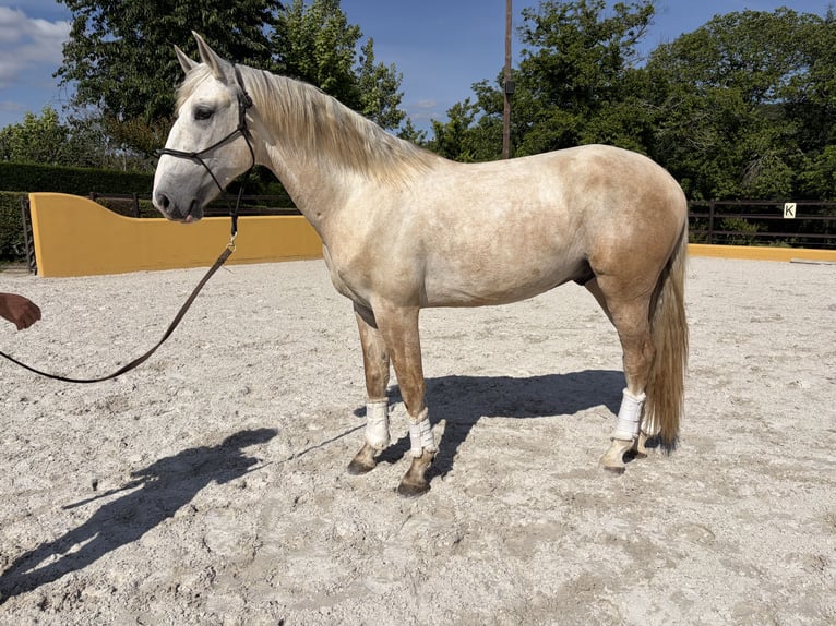 Lusitanos Semental 3 años 164 cm Tordo in Amarante