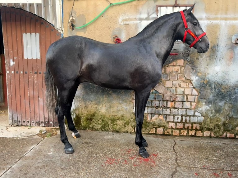 Lusitanos Semental 3 años 165 cm Tordo in Jerez